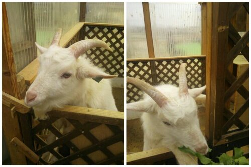 PhotoGrid_1397090718653.jpg image