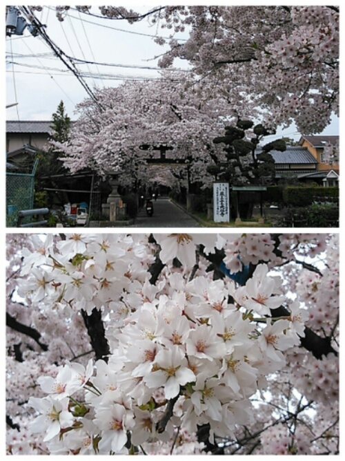 PicsArt_1396585528953.jpg image