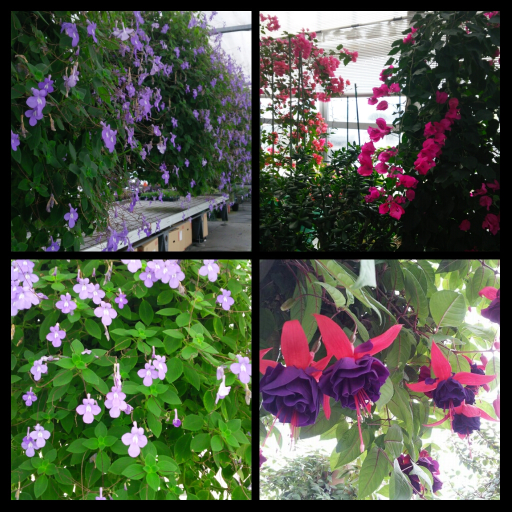 PhotoGrid_1423144269865.jpg image